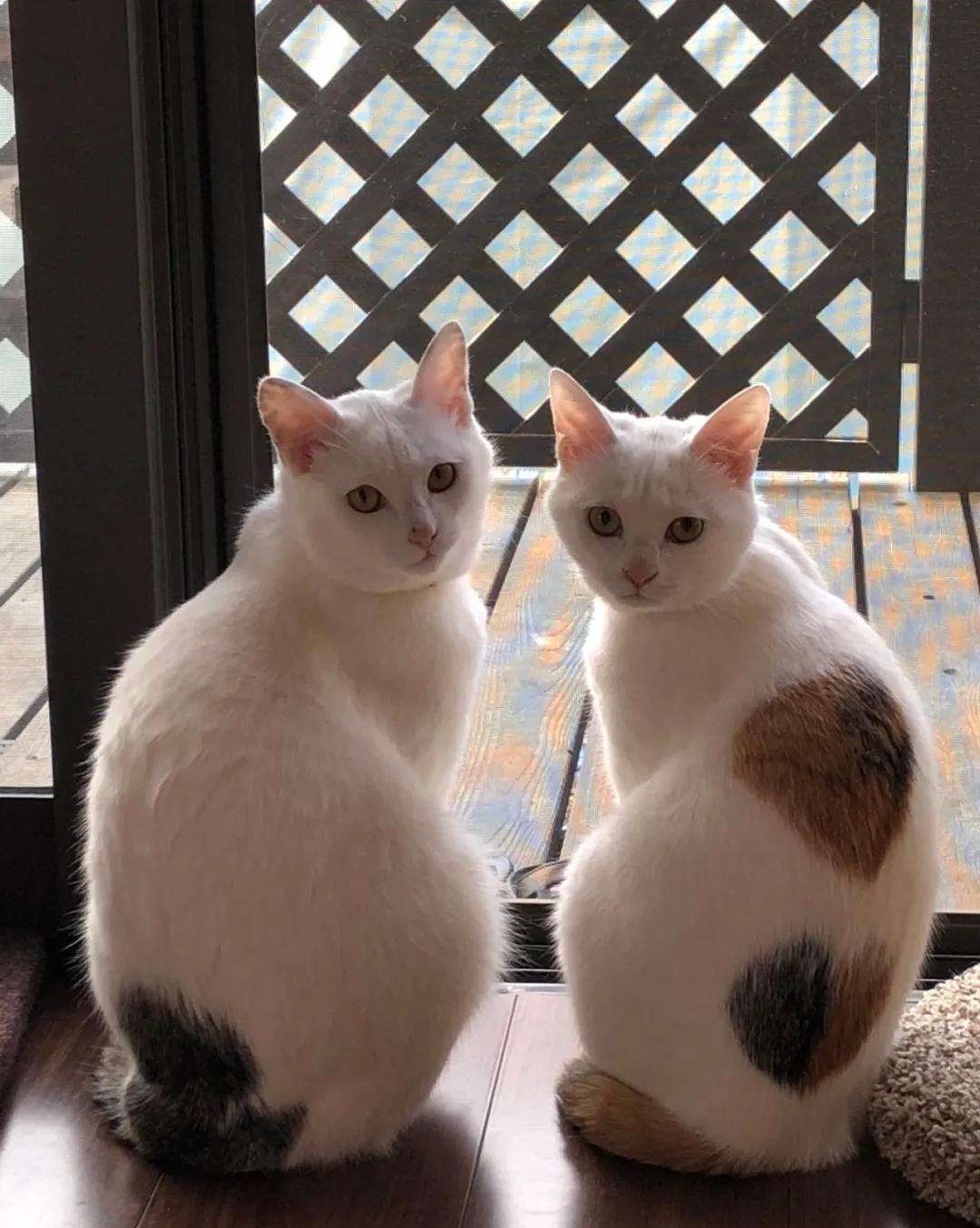 Yoboxxx鸭脖娱乐app 猫咪的成长变化反差