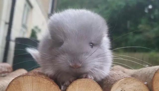 龙猫|比圆, 谁比的过龙猫