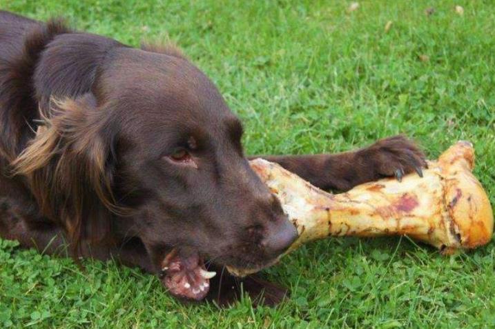 狗为啥喜欢吃骨头 f4332e712e4b4ecea1db64e47450c3da.jpeg