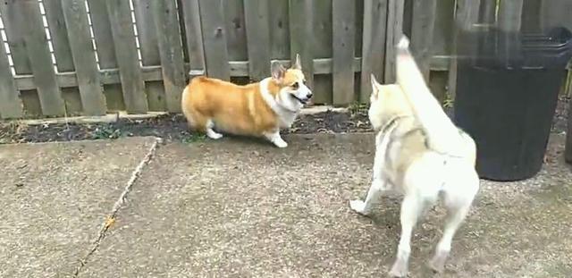 智商|哈士奇约柯基打架, 结局居然大反转, 主人笑的直不起腰