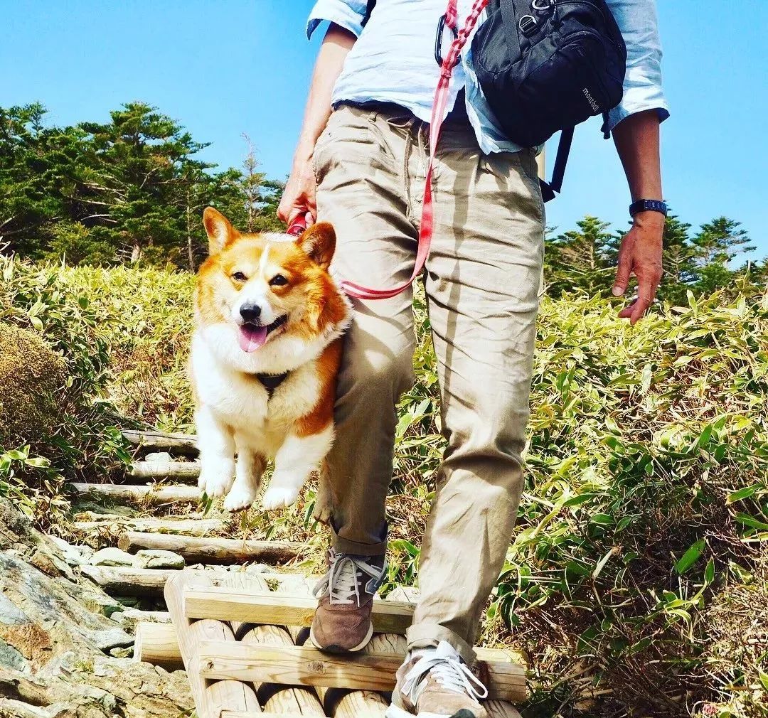网友|柯基爬山总被台阶卡住，主人只能拎着爬，后悔带上小短腿！