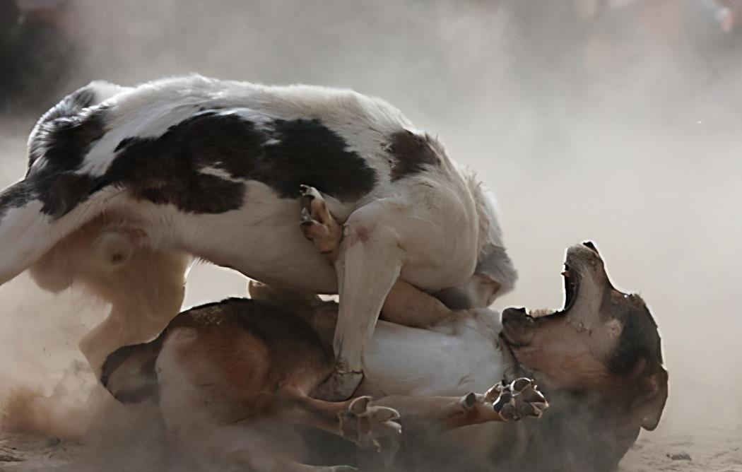 小狗|为何小狗总是向大狗挑衅？难道它不清楚自己打不过对方吗