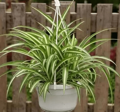 富贵竹几棵代表的意义 62c1e8ee299448b48dd930123993ccbf.png