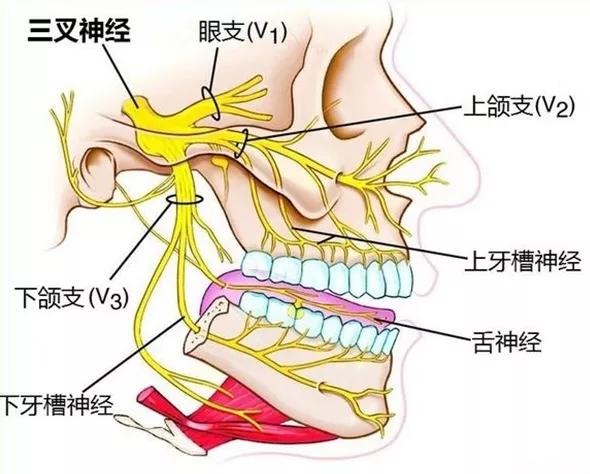 天下|号称“天下第一痛”的三叉神经痛究竟有多痛？答案在这里！