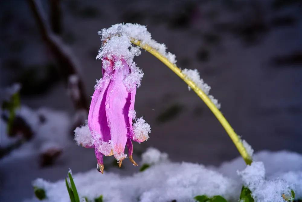 花满七色花谷