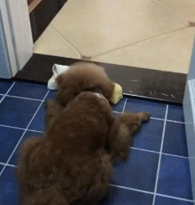 泰迪狗狗愛干淨, 每天都自己擦臉, 網友: 懷疑這是一隻貓 萌趣萌寵 第4张