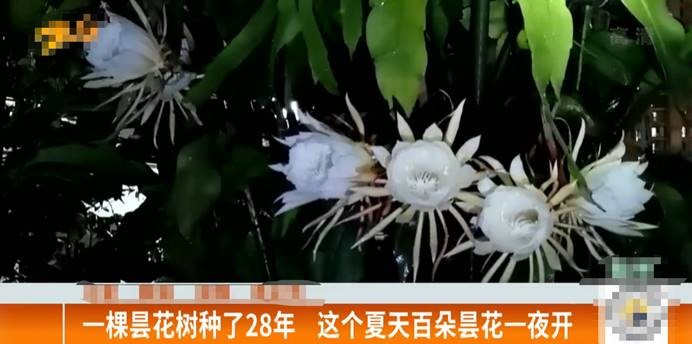 一棵昙花种28年 百朵花一夜盛开 王女士 享受花开时刻 花友