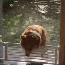 网友|柯基爬山总被台阶卡住，主人只能拎着爬，后悔带上小短腿！