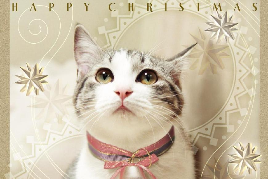 麦草|想让猫咪开心, 猫零食不可或缺!