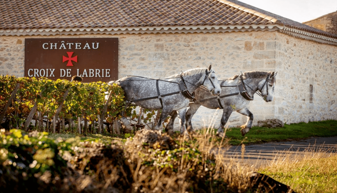 Wine|东启品味携多家优质酒庄，八月亮相wine to Aisa 2021深圳展!