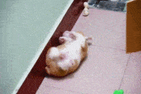 图片|柯基有三宝, 短腿、翘臀和扭腰!