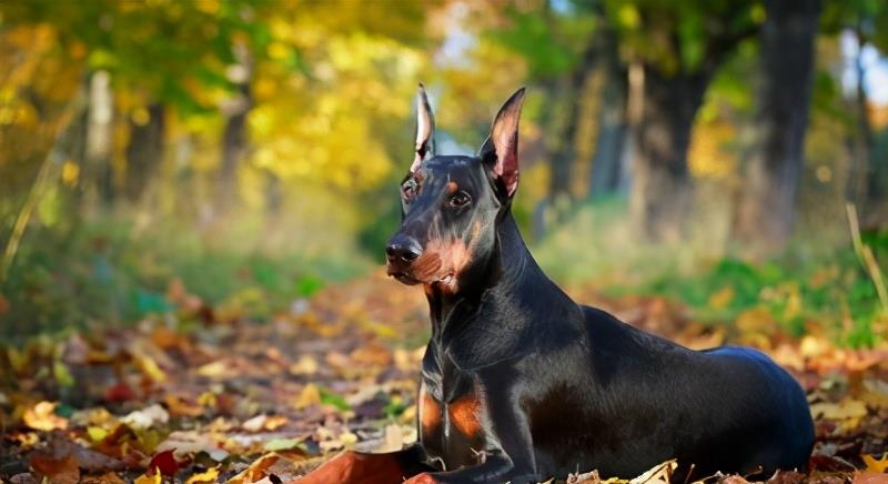 全世界公认5大 出色警犬 中国犬种榜上有名 主人