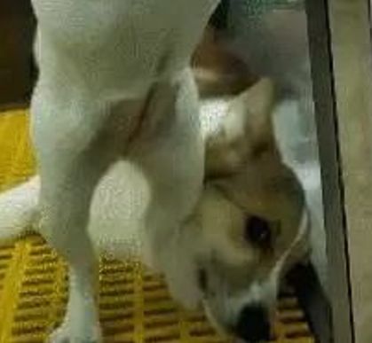 毛孩|逛宠物店看见一只小斗牛,不停蹦跶,脚下竟是柯基的帅脸!