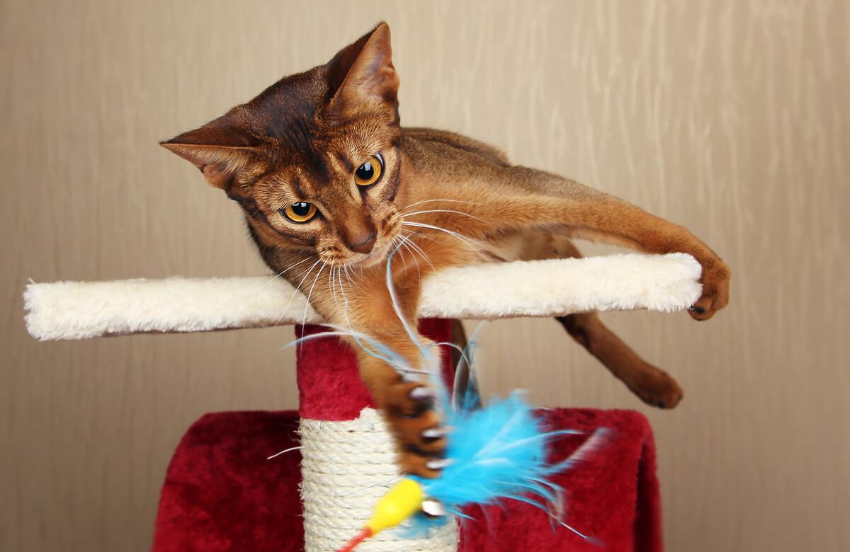 不用刷牙的猫咪有哪些 2edc1d82c943444b93189ed66e24a300.jpeg