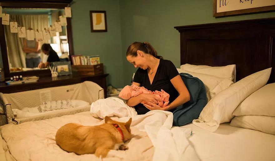 因为|还在说怀孕不能养狗？这两只柯基都进产房陪产啦