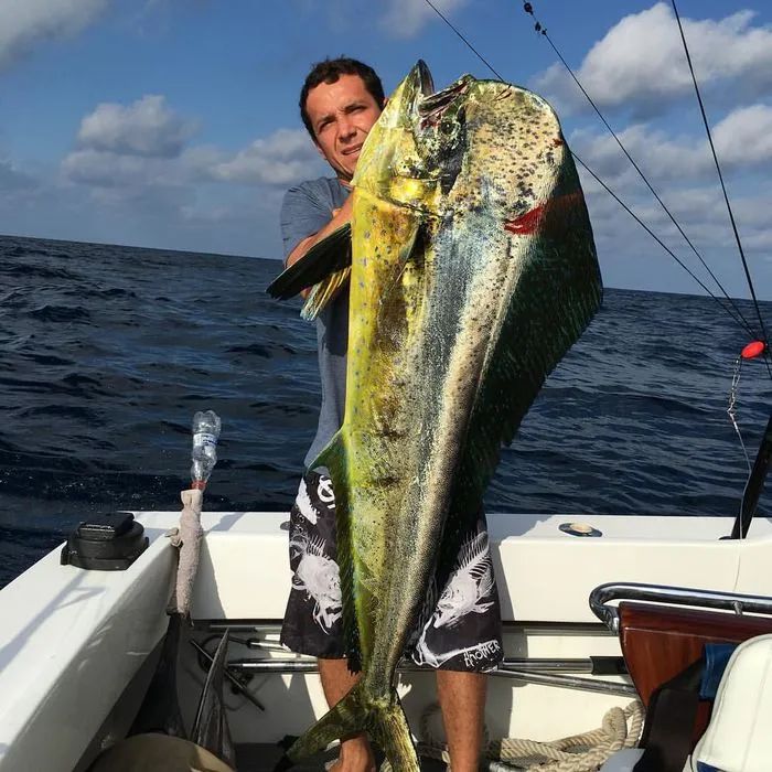 海洋小彩虹蠢萌贪吃鬼鲯鳅