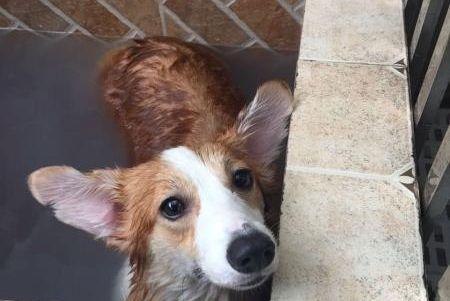 观点评论|面对不爱洗澡的柯基, 网友想出这样的诱骗办法, 屡试不爽!