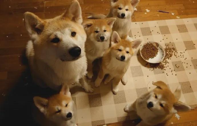 摸头|柯基当街被打，下一个动作让人泪目