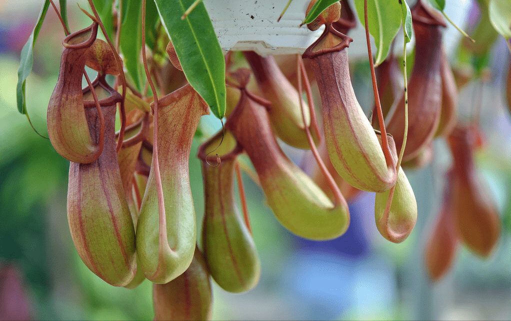 原创独辟蹊径的食虫植物为何成了植物中的另类关于它们又有何怪谈