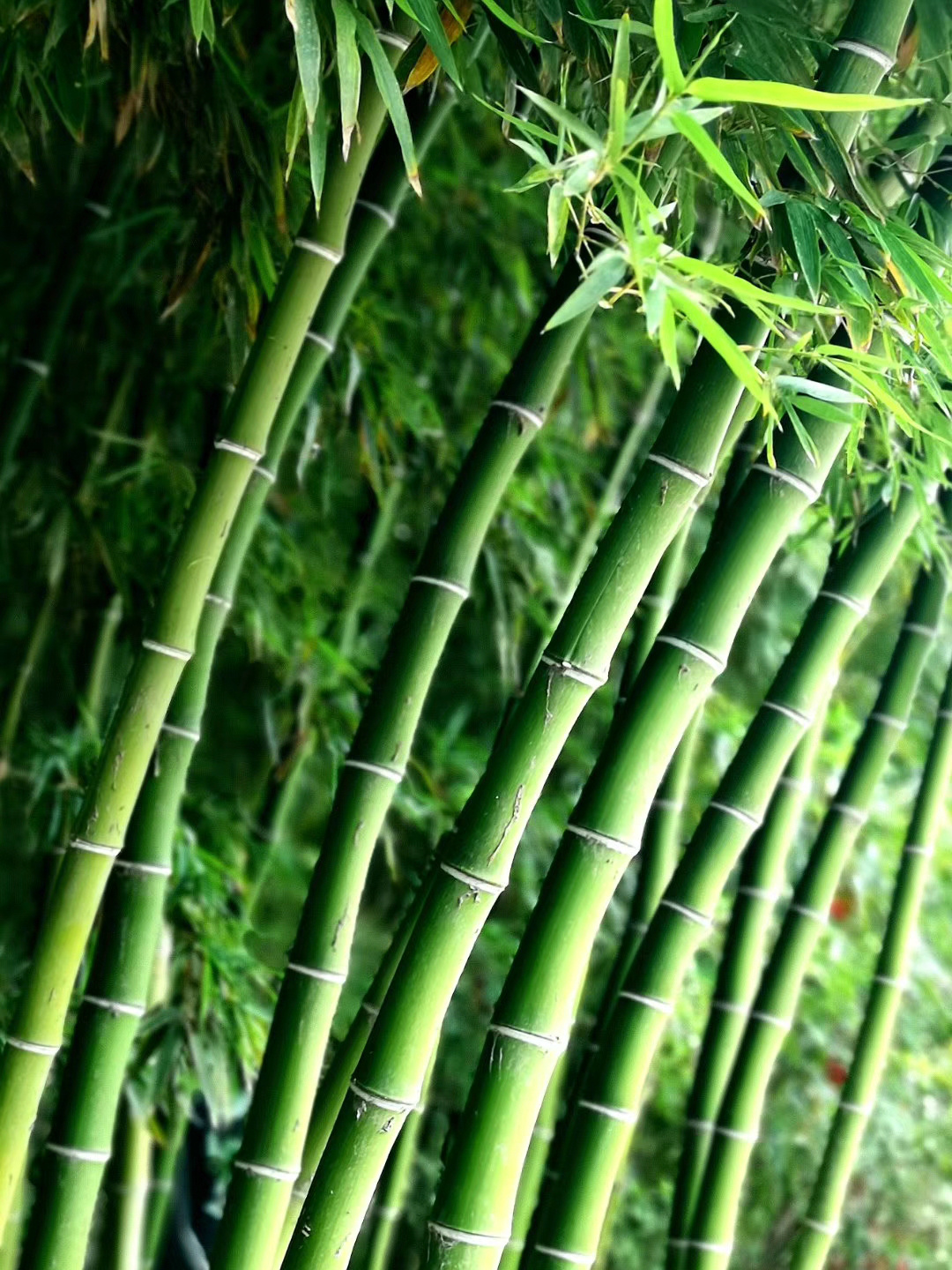 河南虞城:夏日大竹林 美丽郭土楼_金辉
