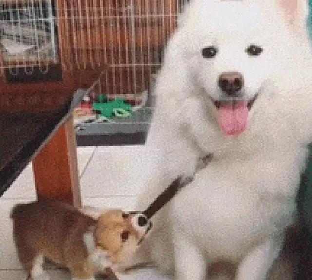 体型|柯基想找萨摩耶玩，萨摩耶根本没看见：谁在拉我？