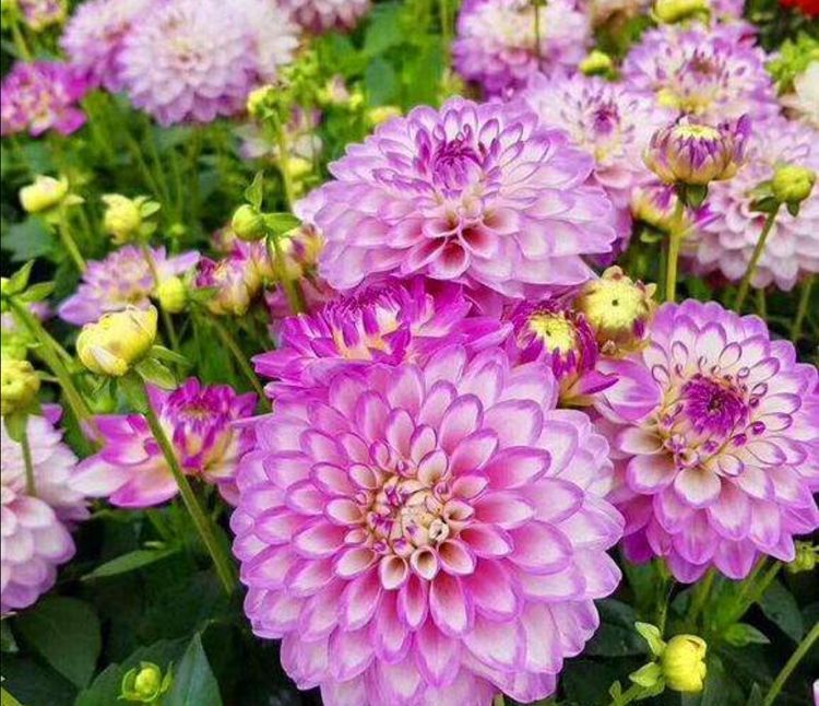 1种"地瓜花",开花大,花期长,适合养在庭院,阳台