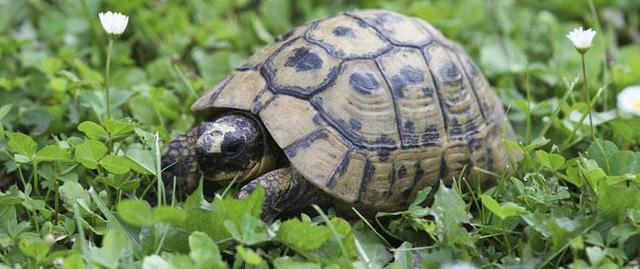 世界上最大的是什么乌龟 e7067e1b7d0547c3801c3f47b426255b.jpeg