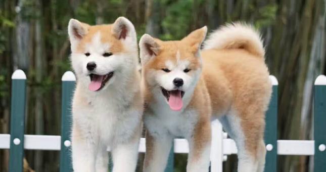 greyhound eb752dbb3f9f4d0a9fbc28dfe2bc582b.jpeg