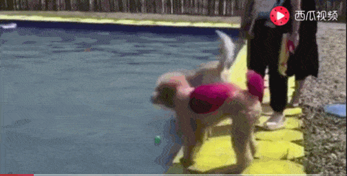泳池|金毛骗柯基泳池水刚到大腿, 柯基纵身一跃结果傻眼了……