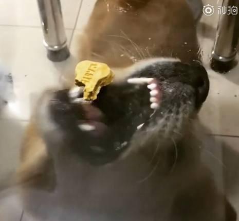 观点评论|主人在桌上放了一块零食, 金毛隔着玻璃咬半天、急出双眼皮