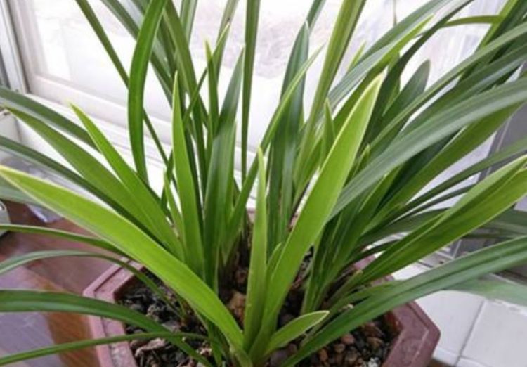 养兰花,用4种材料做植料,透水透水,养分充足,兰株长得旺_植株
