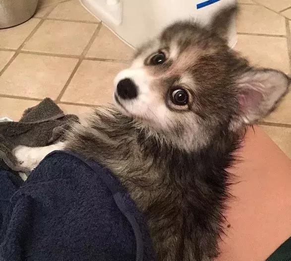 马尔济斯|确认过眼神, 是亲生儿子没有错!