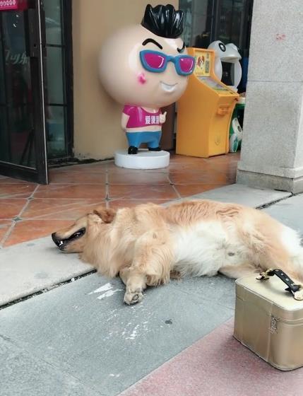 原创金毛路过商店门口立马躺在地上赖着不走直到主人说了这句话