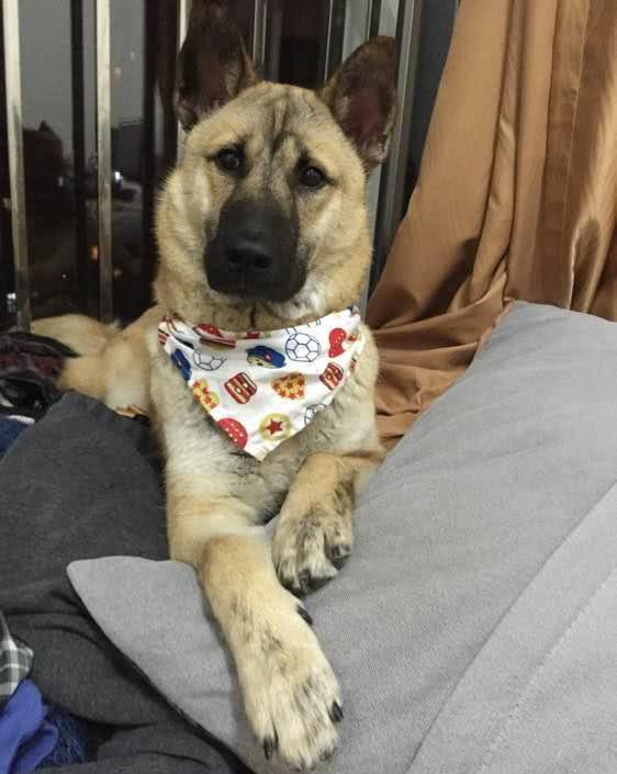 观点评论|中华田园犬虽然叫土狗, 但是一点都不土在我看来土的是忍人心