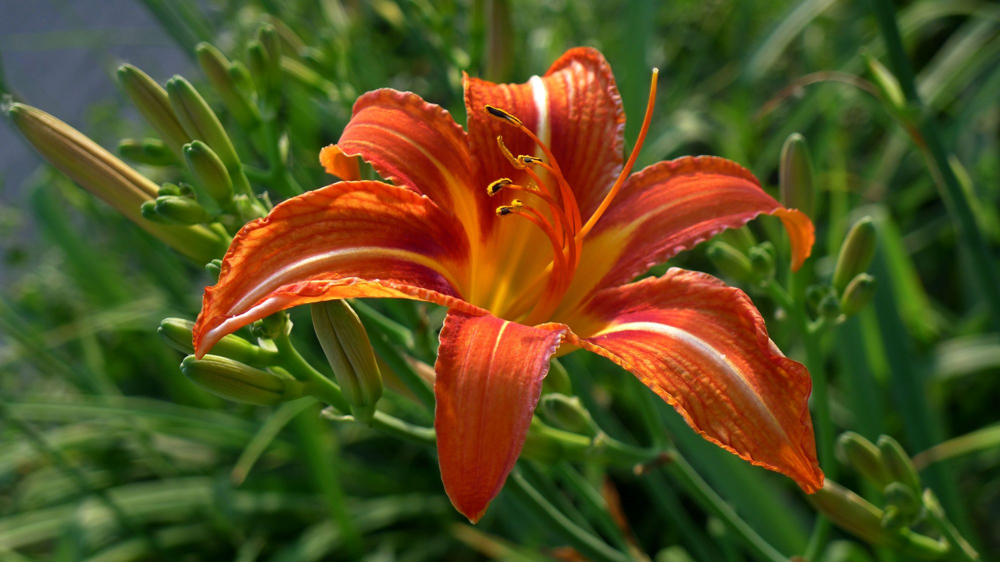 人称"忘忧草",开花漂亮可盆栽却有毒,为啥在宴席上是主菜?_种植