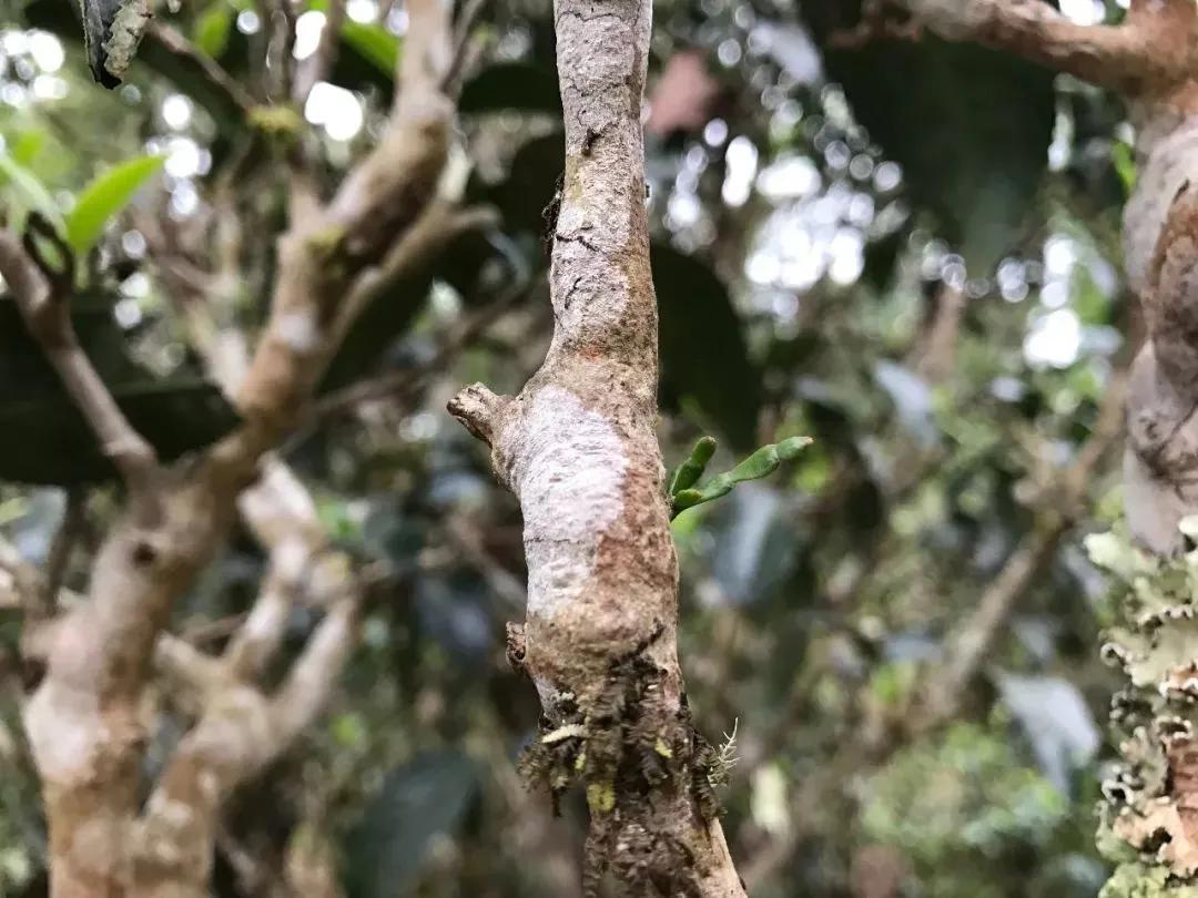 景迈山大平掌古茶园是茶叶天然林下种植方式的起源地.