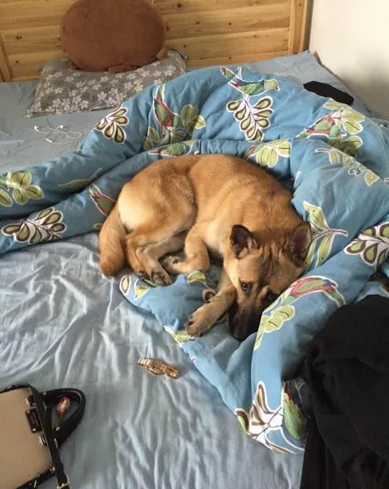 观点评论|中华田园犬虽然叫土狗, 但是一点都不土在我看来土的是忍人心