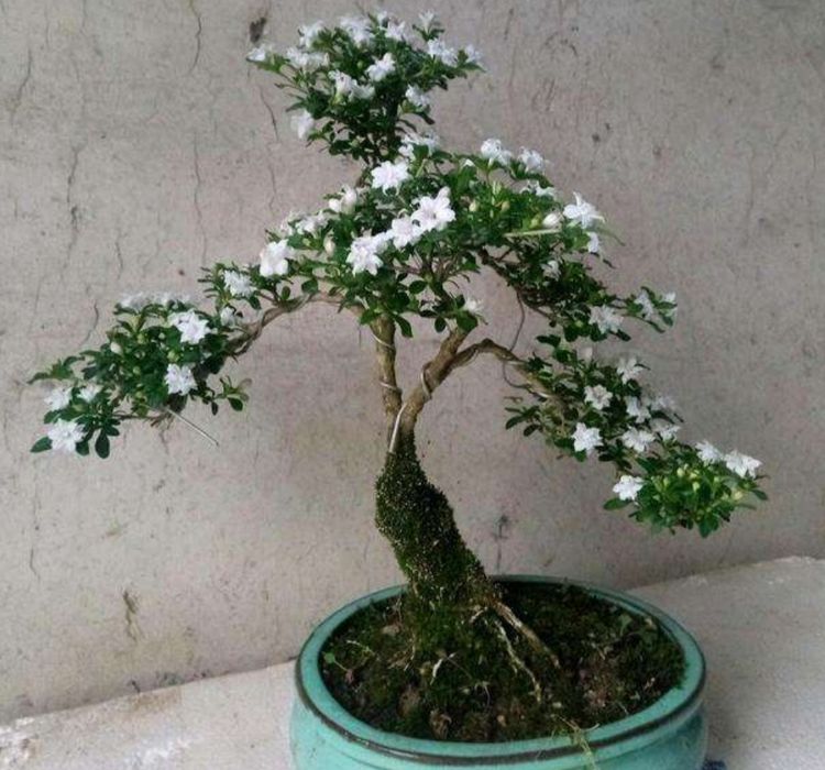 六月雪盆景,花期不开花,做好3点,花开满枝头_植株