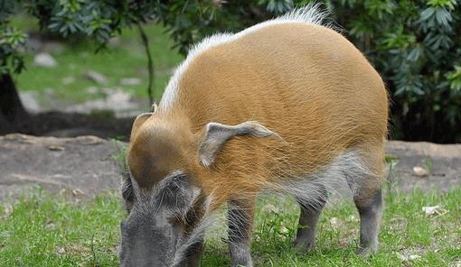 有着高颜值的非洲猪, 让当地居民苦恼不已, 中国表示愿意帮忙!