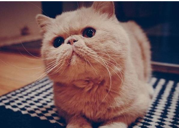 猫咪|给大家分享一下加菲猫日常饮食，怎么才能让加菲猫长胖？