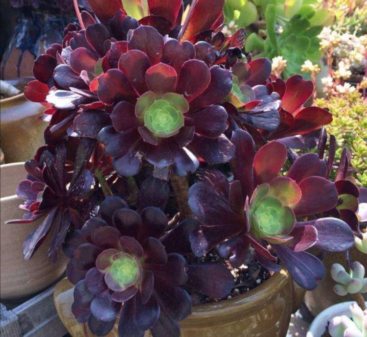 多肉怎么养才能长老桩 66a759c677704082acd05c00eac985af.jpeg