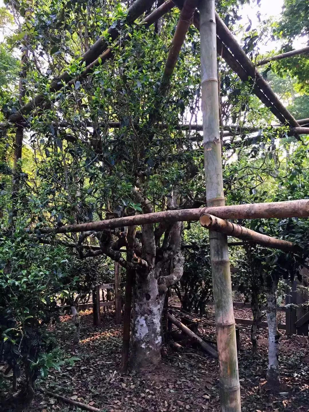 干货分享大平掌普洱澜沧景迈大寨最出名的古树茶园