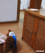 因为|桌上的早餐老是不翼而飞, 直到放了个监控拍下这幕, 主人懵了!