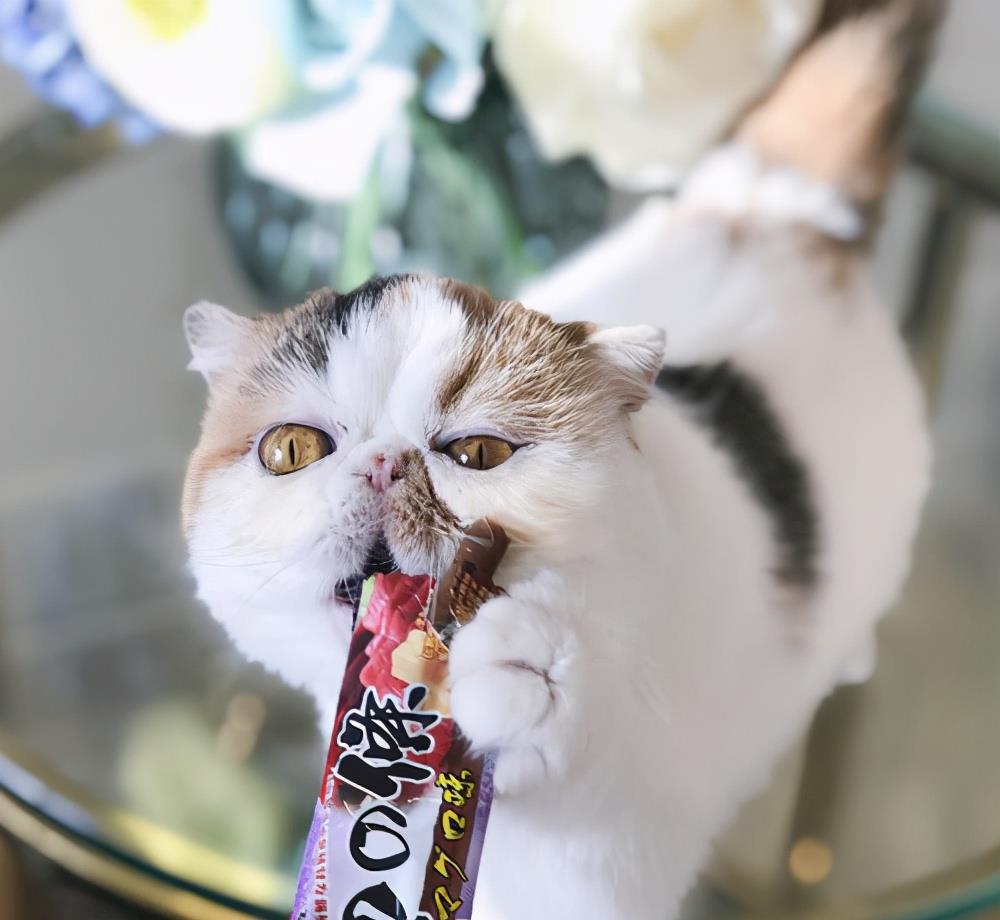 猫咪|兽医:别犯这些错误,就能让猫咪多活3年