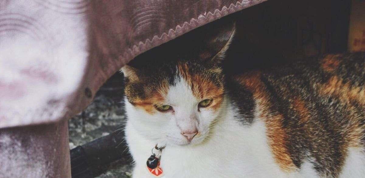 台湾有个可爱的猫村 终于可以尽情的吸猫啦 猫咪