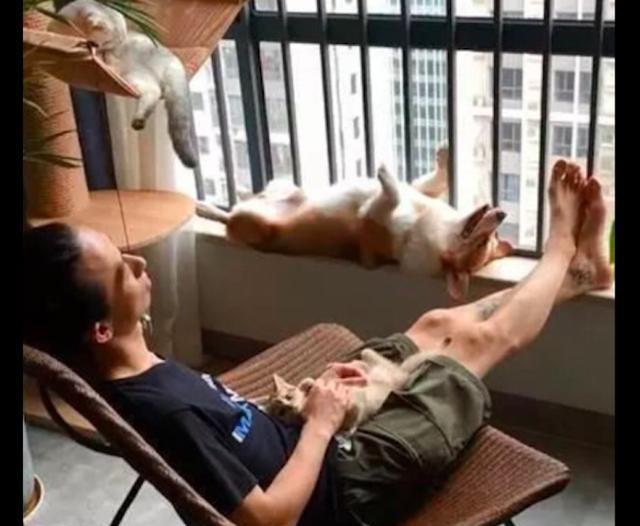 围栏|网友回家了柯基却没来迎接, 结果去阳台一看笑了, 睡得真死啊!