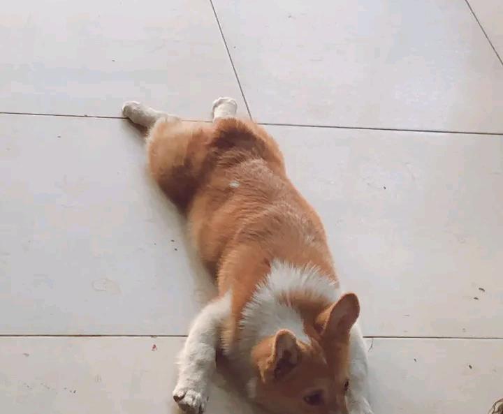 锻炼|网友经常锻炼柯基直立，现在它睡觉都不躺着，这睡姿真辛苦