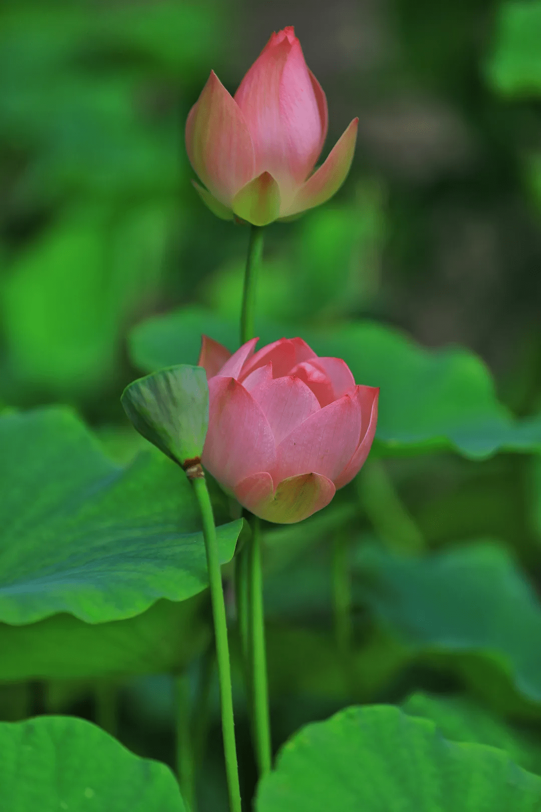 摄影|花式避暑，一见“清”心！只需一瞥，便足以把酷夏原谅…