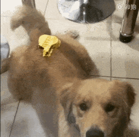 观点评论|主人在桌上放了一块零食, 金毛隔着玻璃咬半天、急出双眼皮