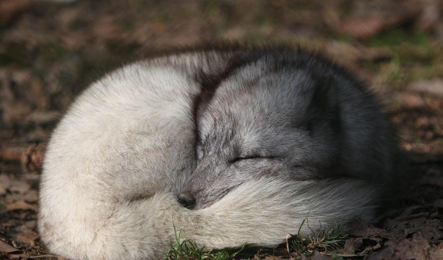 人类为什么没有尾巴 动物界